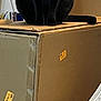 black_cat, white_cat, cardboard_box, indoor, pets, curious, sitting, feline, whiskers, ears, tail, wall, tape, labels, closeup, two_cats, contrast, domestic, animal, home