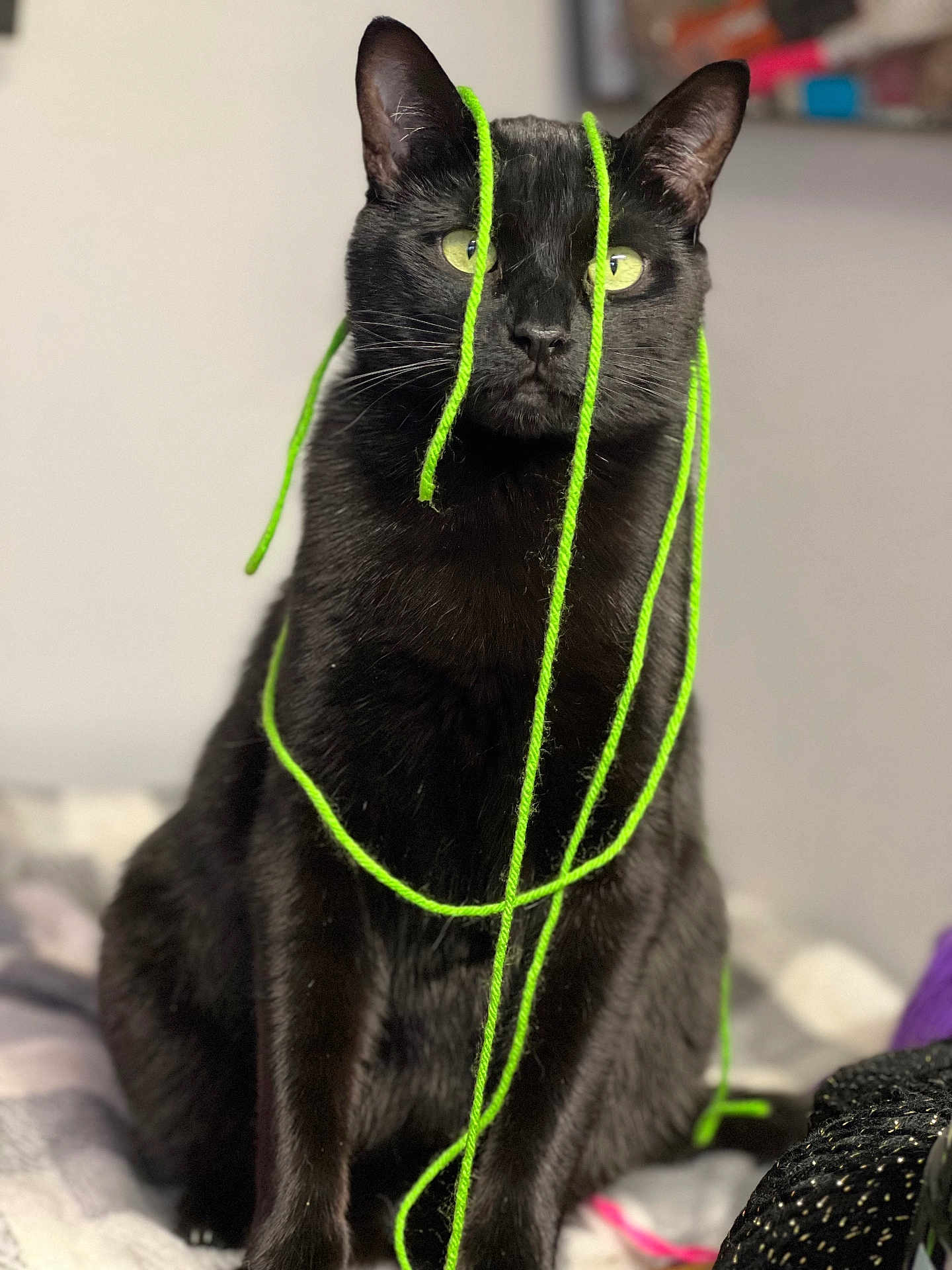 Reaper is registered to the contest to win money with this photo: black_cat, cat, pet, yarn, green_yarn, indoor, sitting, animal, feline, curious, fur, whiskers, eyes, playful, domestic_cat, closeup, portrait, furniture, bed, soft