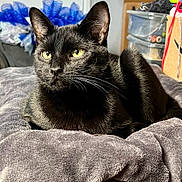 Reaper is registered to the contest to win money with this photo: black_cat, yellow_eyes, cat, pet, animal, feline, indoor, blanket, gray_blanket, soft_texture, cozy, resting, looking_away, whiskers, ears, fur, domestic_cat, home, decor, storage