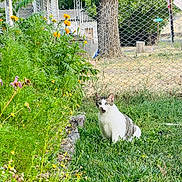 Igor is registered to the contest to win money with this photo: cat, grass, flower_bed, yellow_flowers, greenery, outdoor, fence, tree, meadow, animal, pet, nature, wide_eyes, meowing, tabby_cat, white_cat, garden, shrubbery, daylight, curious