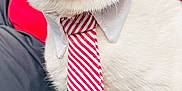 Igor joined the competition — help win amazing prizes! cat, tie, collar, white_fur, striped_tie, close_up, pet, domestic_cat, green_eyes, indoor, portrait, cute, fur, animal, whiskers, business_style, fashion, looking_up, sitting, domestic_animal