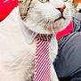 Igor is registered to the contest to win money with this photo: cat, pet, tie, collar, white_fur, striped_tie, close_up, portrait, indoor, feline, whiskers, green_eyes, business_style, animal, domestic_cat, cute, fur, sitting, focused, fashion_accessory