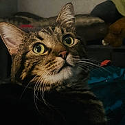 Meow is registered to the contest to win money with this photo: cat, tabby_cat, indoor, close_up, animal, pet, feline, whiskers, ears, eyes, fur, curious, looking_up, domestic_cat, mammal, portrait, face, sitting, household, furniture