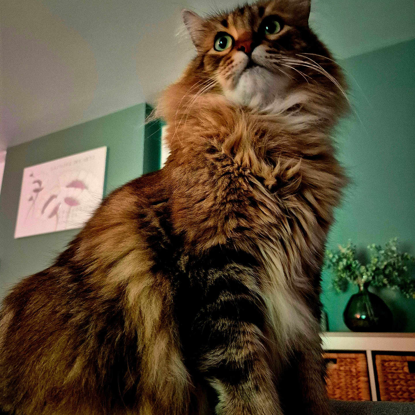 Titi a rejoint le concours — aidez-le/la à gagner de superbes lots ! abyssinian, angora, animal, architecture, building, cat, couch, furniture, hardwood, indoors, interiordesign, kitten, livingroom, manx, pet, plant, pottedplant, room, shelf, wood