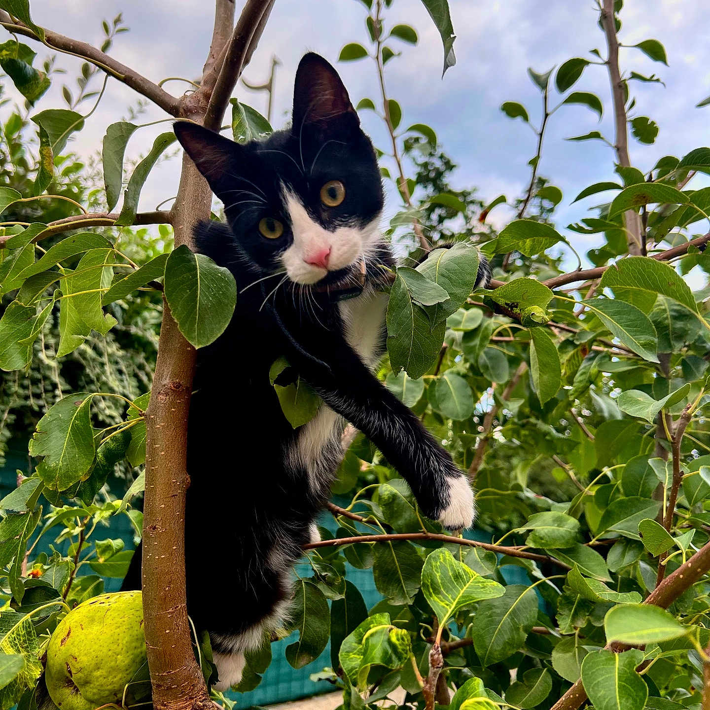 Léo participe au concours pour gagner de l'argent avec cette photo : animal, black_and_white, branch, cat, climbing, closeup, curious, feline, garden, green, leaves, nature, outdoor, pear, pet, plant, playful, sky, tree, wildlife
