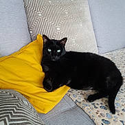Mojito participe au concours pour gagner de l'argent avec cette photo : black_cat, cat, pet, animal, green_eyes, whiskers, pointed_ears, lying_down, lounging, yellow_pillow, sofa, couch, cushions, patterned_fabric, living_room, indoor, cozy, portrait, relaxed, photography