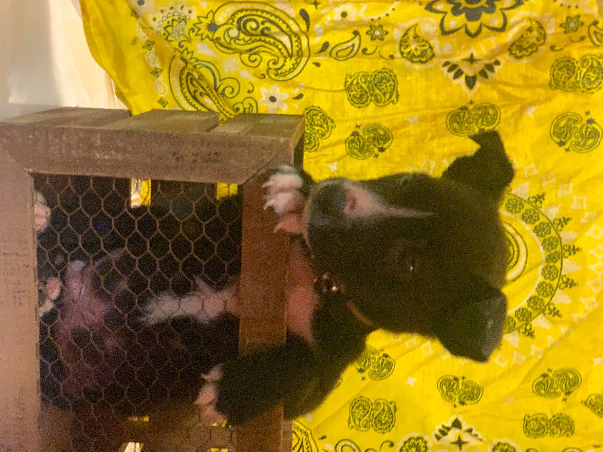 Peanut is registered to the contest to win money with this photo: canidae, carnivore, companion_dog, dog, dog_breed, dog_supply, fawn, felidae, flooring, fun, grass, pattern, pet_supply, snout, sporting_group, tail, tints_and_shades, window, working_animal, yellow