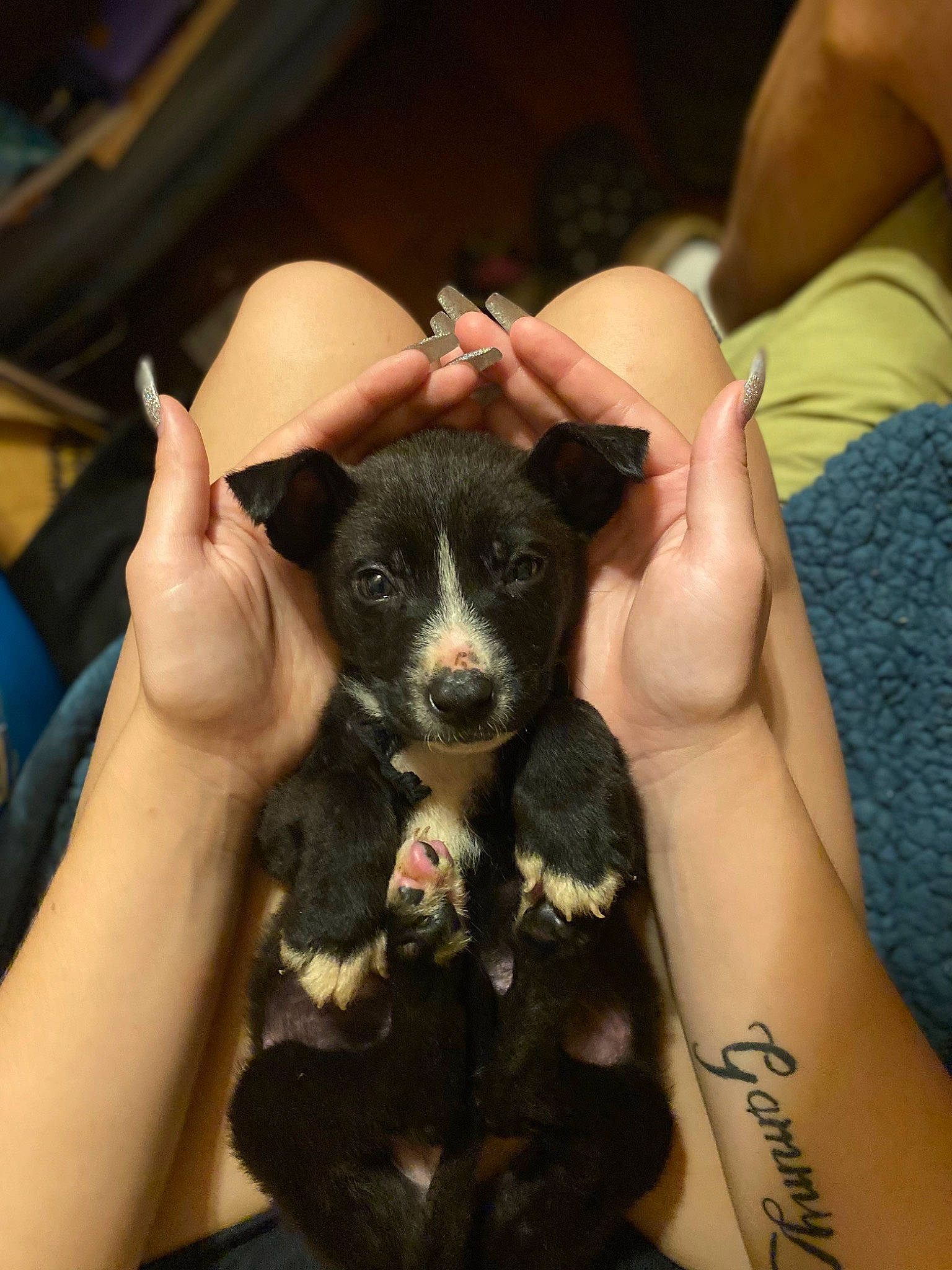 Peanut is registered to the contest to win money with this photo: carnivore, comfort, companion_dog, dog, dog_breed, ear, fawn, finger, fur, gesture, hand, nail, puppy_love, snout, sporting_group, thumb, toy_dog, whiskers, working_animal, wrist