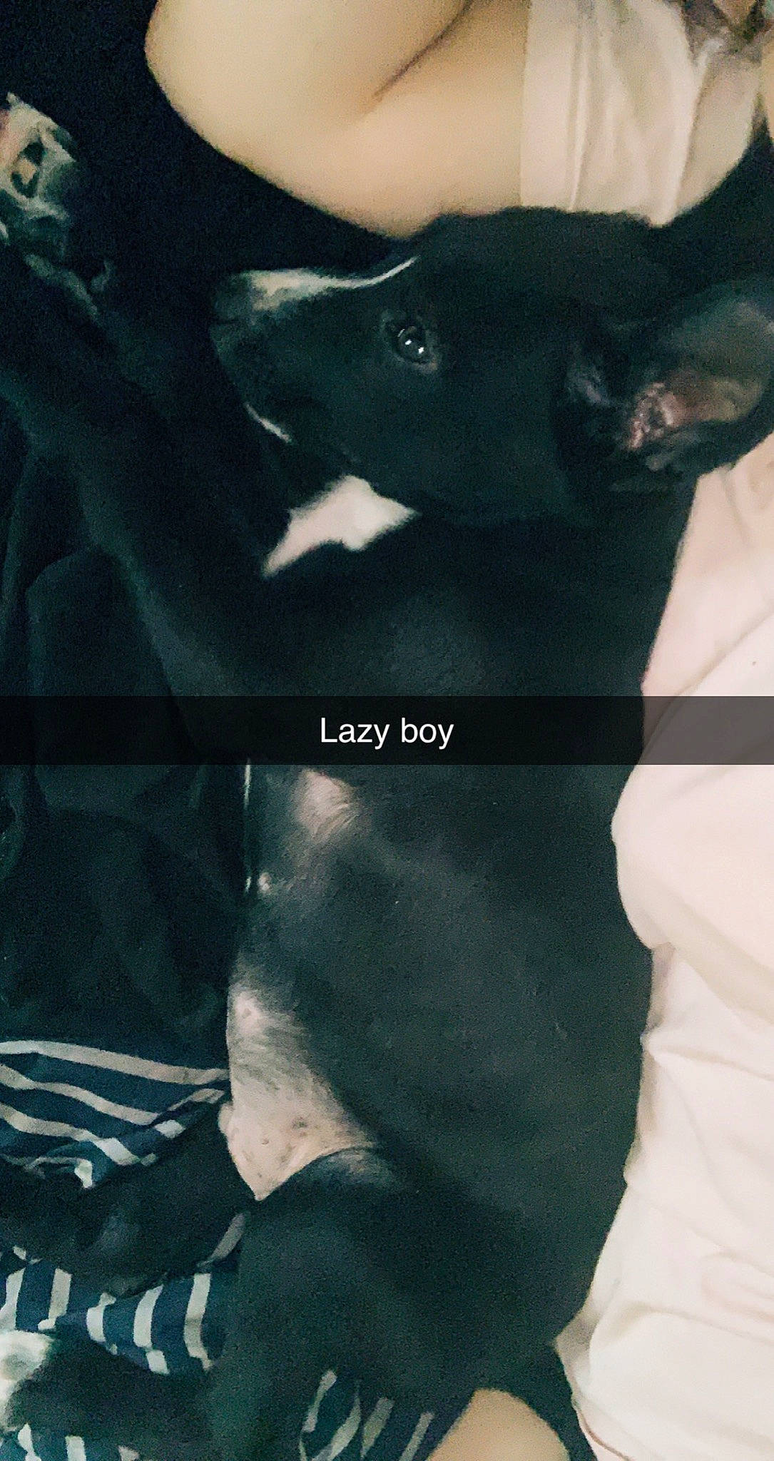 Peanut joined the competition — help win amazing prizes! black, carnivore, dog_breed, electric_blue, felidae, font, formal_wear, fur, grey, human_leg, jaw, linens, monochrome_photography, neck, shoulder, sleeve, small_to_medium_sized_cats, sportswear, t_shirt, whiskers