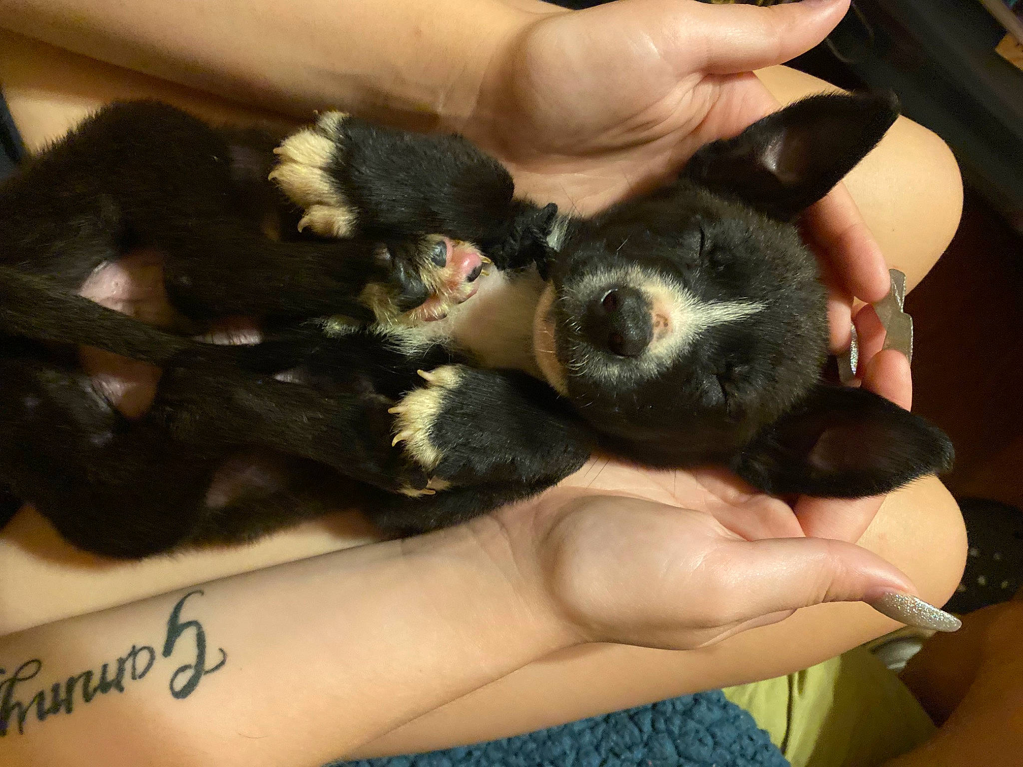 Peanut joined the competition — help win amazing prizes! canidae, carnivore, claw, comfort, companion_dog, dog_breed, ear, finger, fur, gesture, hand, nail, paw, sporting_group, terrestrial_animal, thumb, toy_dog, whiskers, working_animal, wrist