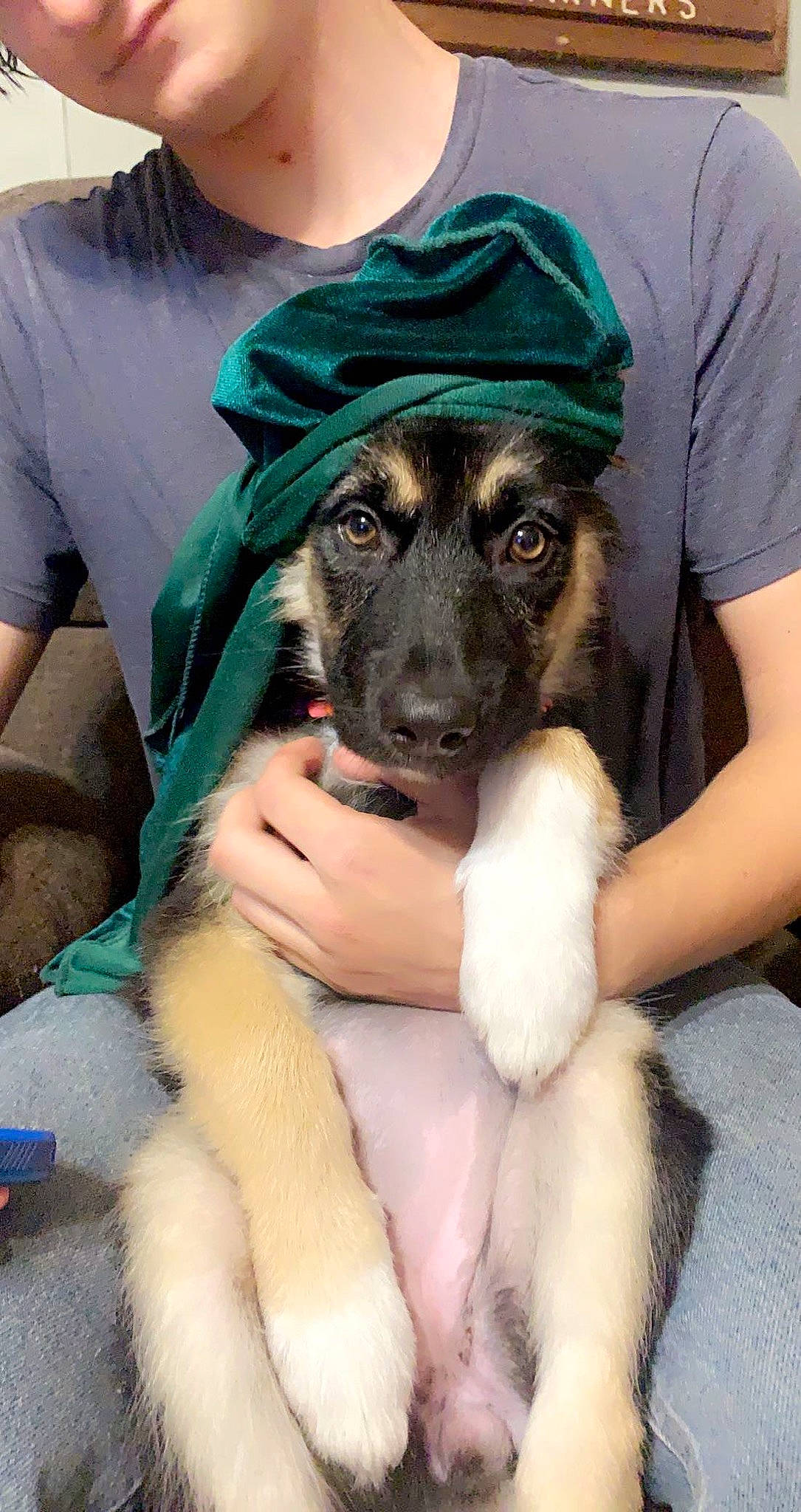 Leelee is registered to the contest to win money with this photo: ancient_dog_breeds, canidae, cap, carnivore, companion_dog, dog, dog_breed, fawn, fur, gesture, guard_dog, happy, sitting, sleeve, snout, sporting_group, t_shirt, toy_dog, working_animal, working_dog