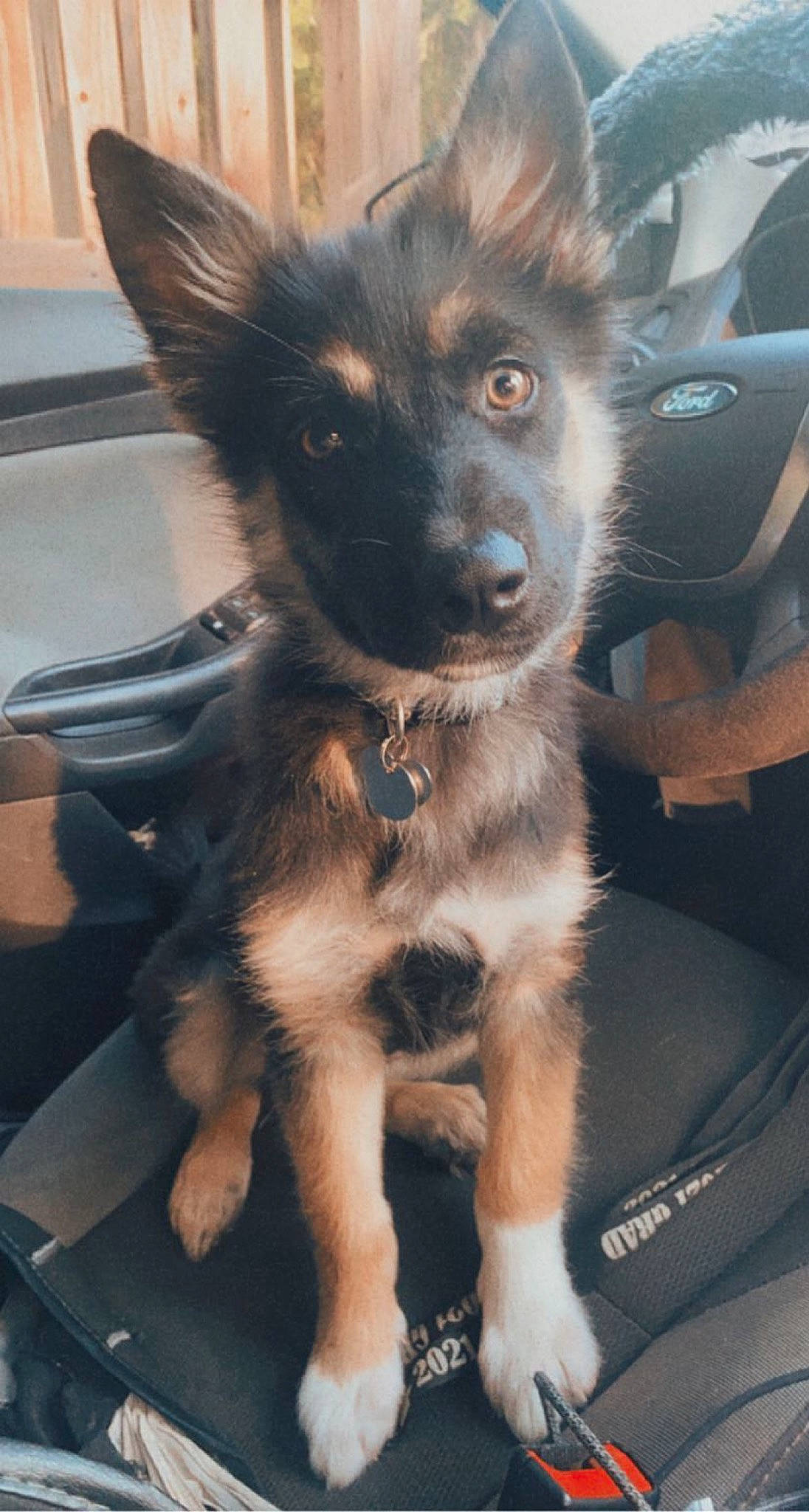 Leelee joined the competition — help win amazing prizes! canidae, carnivore, companion_dog, dog, dog_breed, ear, fur, snout, sporting_group, toy_dog, whiskers, windshield, working_animal, working_dog