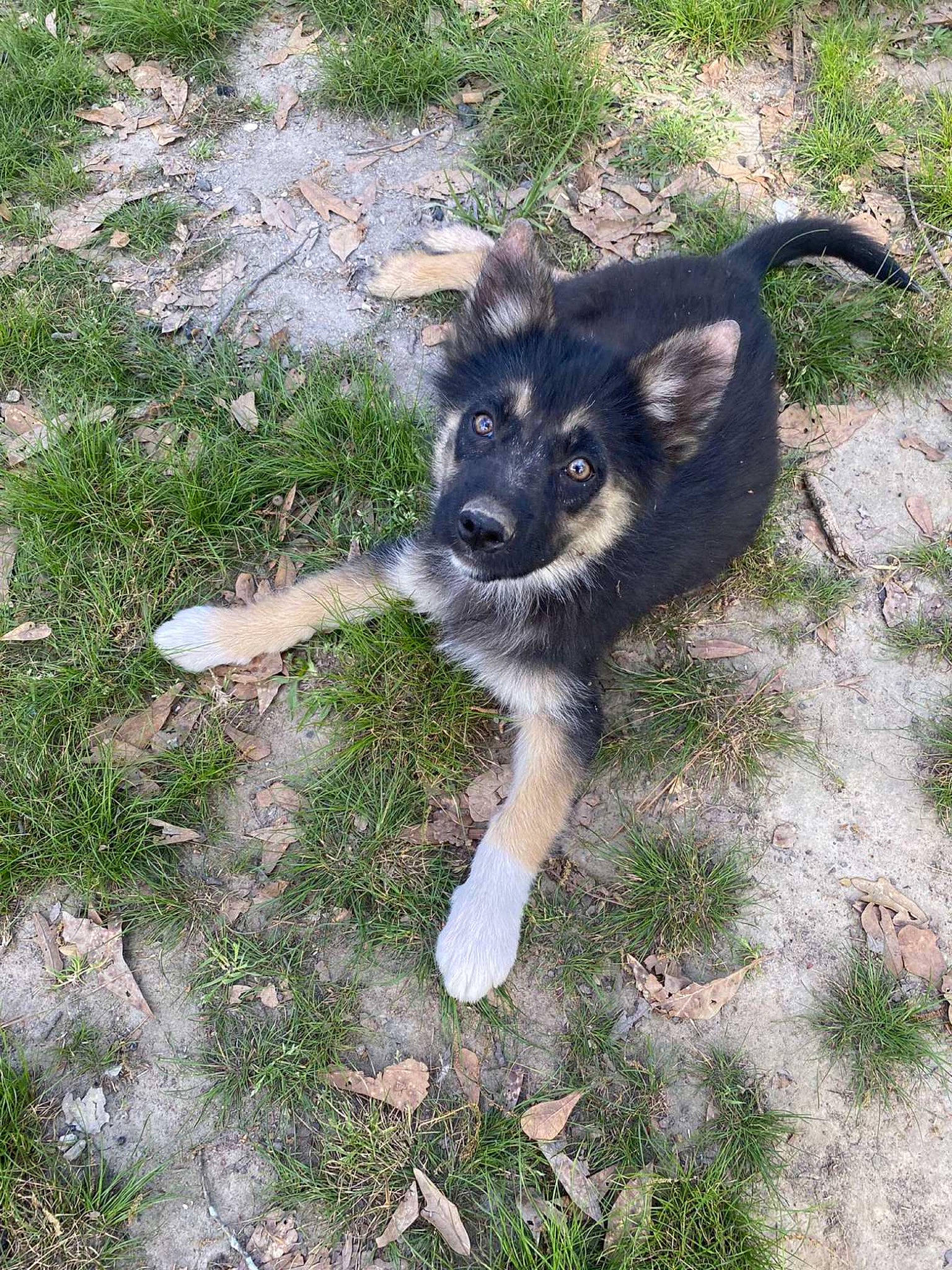 Leelee is registered to the contest to win money with this photo: canidae, carnivore, companion_dog, dog, dog_breed, fur, grass, herding_dog, plant, soil, sporting_group, tail, terrestrial_animal, working_animal, working_dog