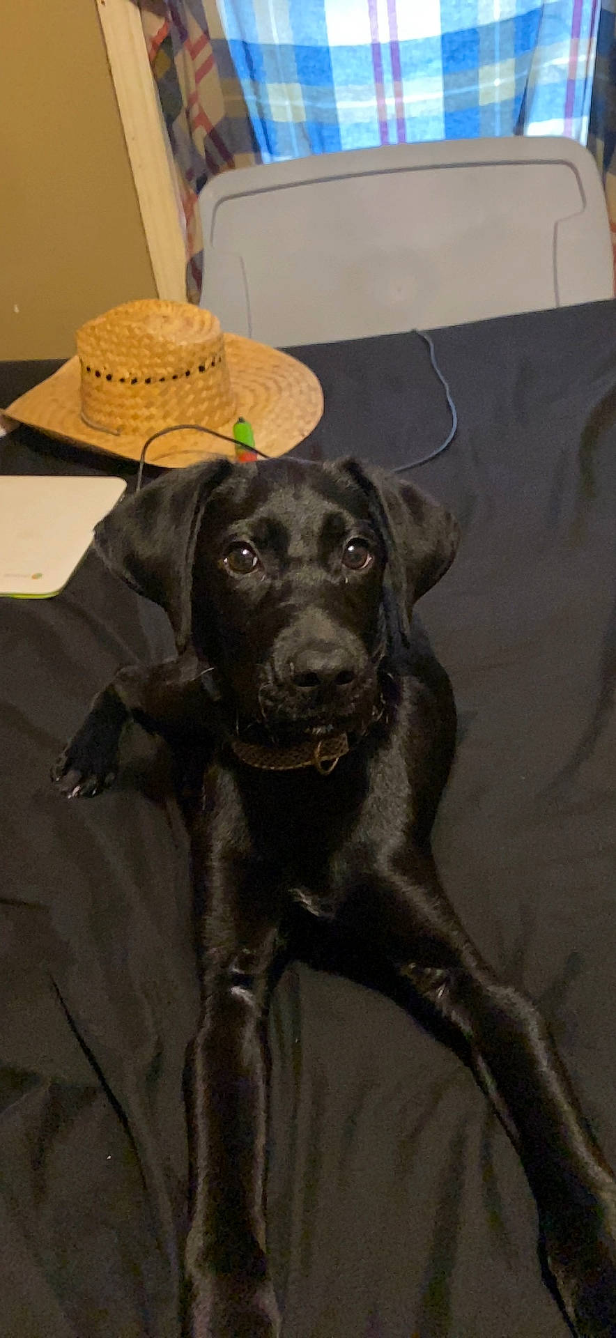 Chevy joined the competition — help win amazing prizes! borador, canidae, carnivore, collar, companion_dog, dog, dog_breed, dog_collar, fashion_accessory, fawn, flooring, fur, grey, guard_dog, hat, labrador_retriever, liver, sun_hat, whiskers, working_animal