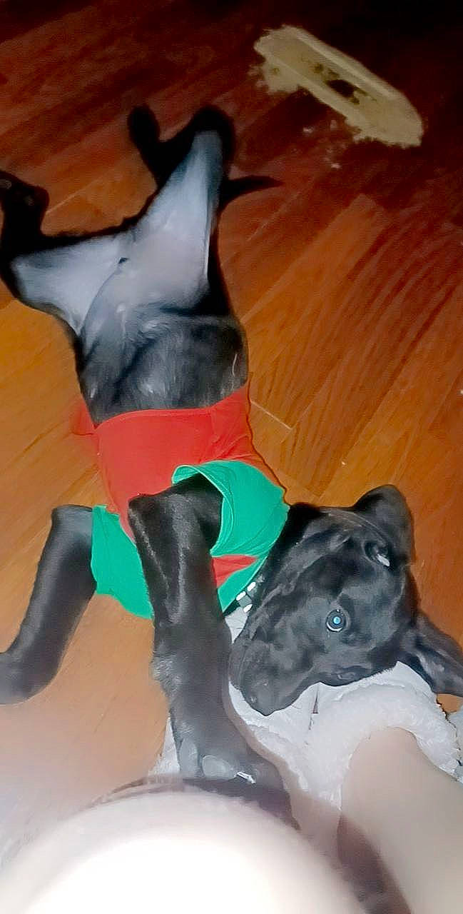 Chevy is registered to the contest to win money with this photo: art, canidae, carnivore, comfort, companion_dog, dog, dog_breed, dog_collar, dog_supply, fawn, guard_dog, hardwood, human_leg, non_sporting_group, personal_protective_equipment, snout, sporting_group, tail, wood, working_animal