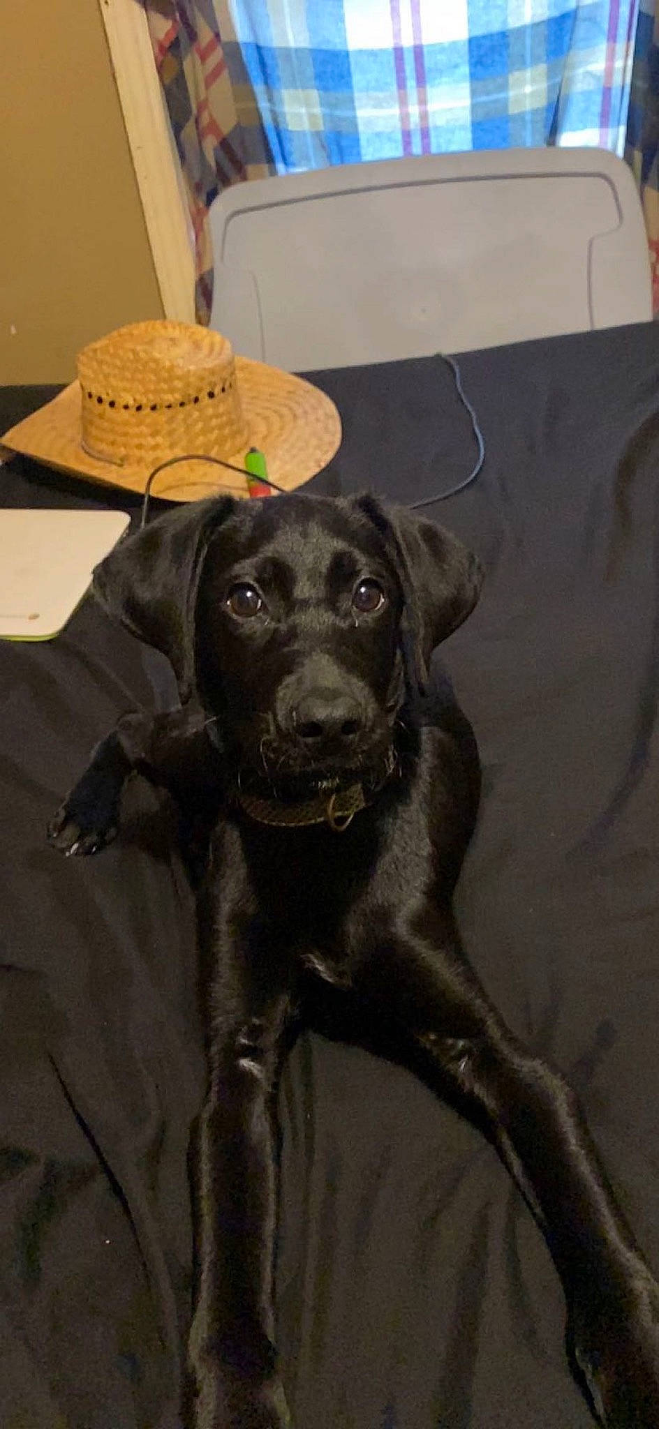 Chevy joined the competition — help win amazing prizes! art, borador, carnivore, collar, companion_dog, dog, dog_breed, dog_collar, fashion_accessory, fawn, fur, guard_dog, hat, liver, retriever, snout, sporting_group, sun_hat, whiskers, working_animal