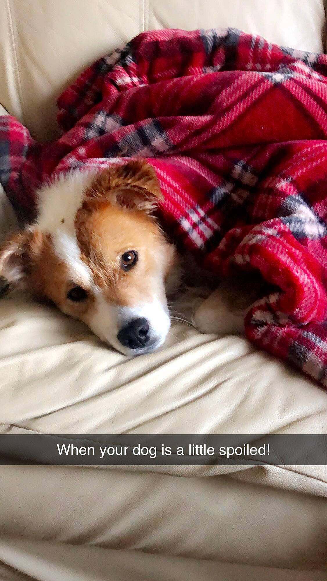 Rudy joined the competition — help win amazing prizes! canidae, cardigan_welsh_corgi, carnivore, companion_dog, dog, dog_breed, fur, mammal, pembroke_welsh_corgi, puppy, puppy_love, snout, sporting_group, welsh_corgi