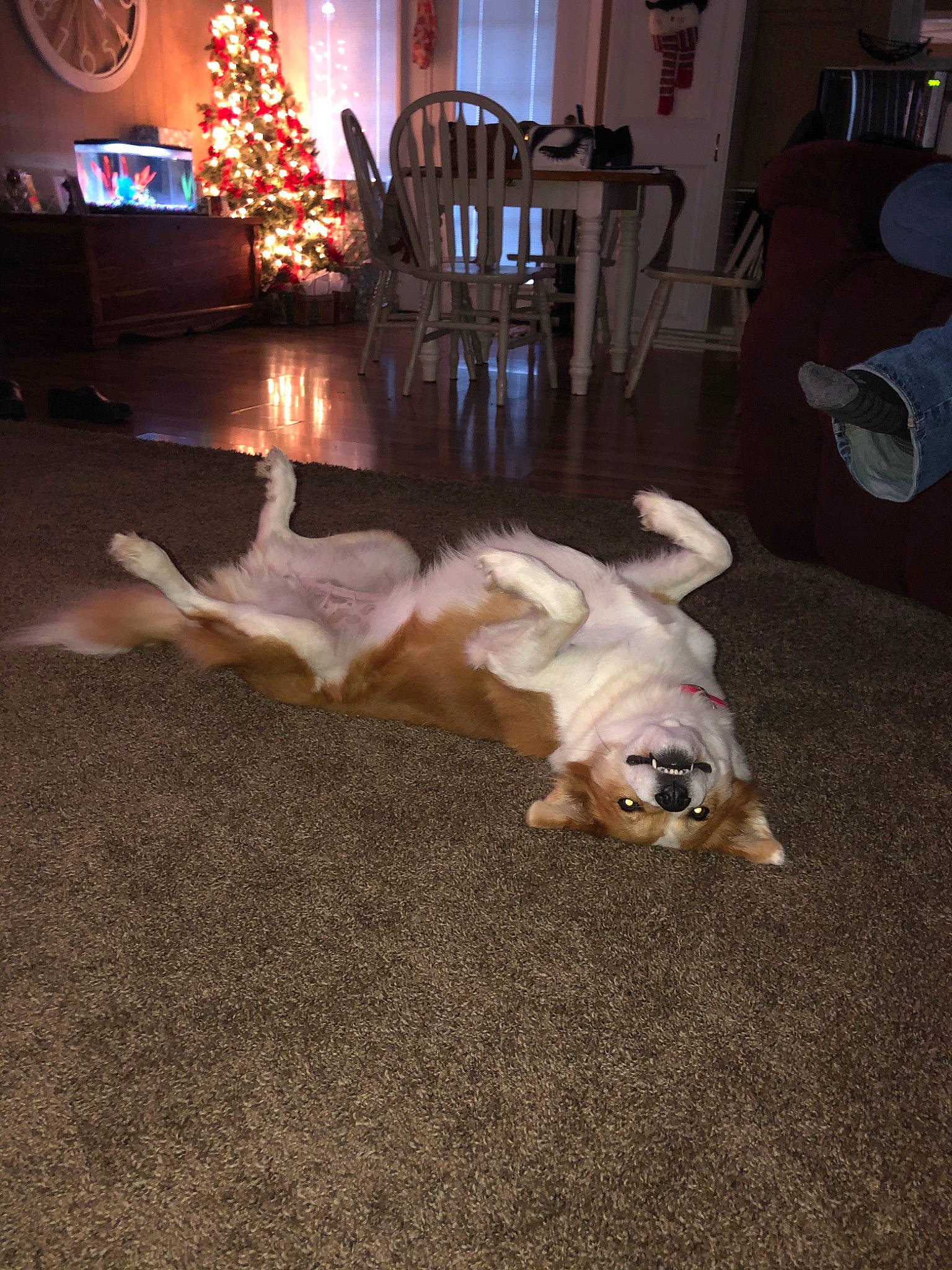 Rudy is registered to the contest to win money with this photo: canidae, carnivore, companion_dog, dog, dog_breed, fawn, flooring, paw, pembroke_welsh_corgi, sporting_group, welsh_corgi