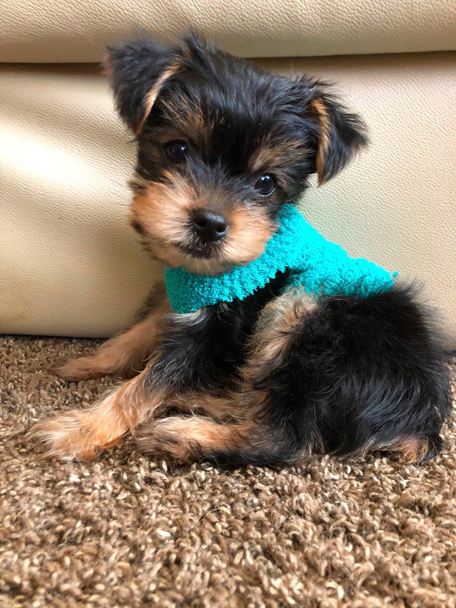 Ollie joined the competition — help win amazing prizes! australian_silky_terrier, biewer_terrier, canidae, carnivore, companion_dog, dog, dog_breed, maltepoo, mammal, morkie, puppy, rare_breed_dog, schnoodle, small_terrier, sporting_group, terrier, toy_dog, vertebrate, yorkipoo, yorkshire_terrier