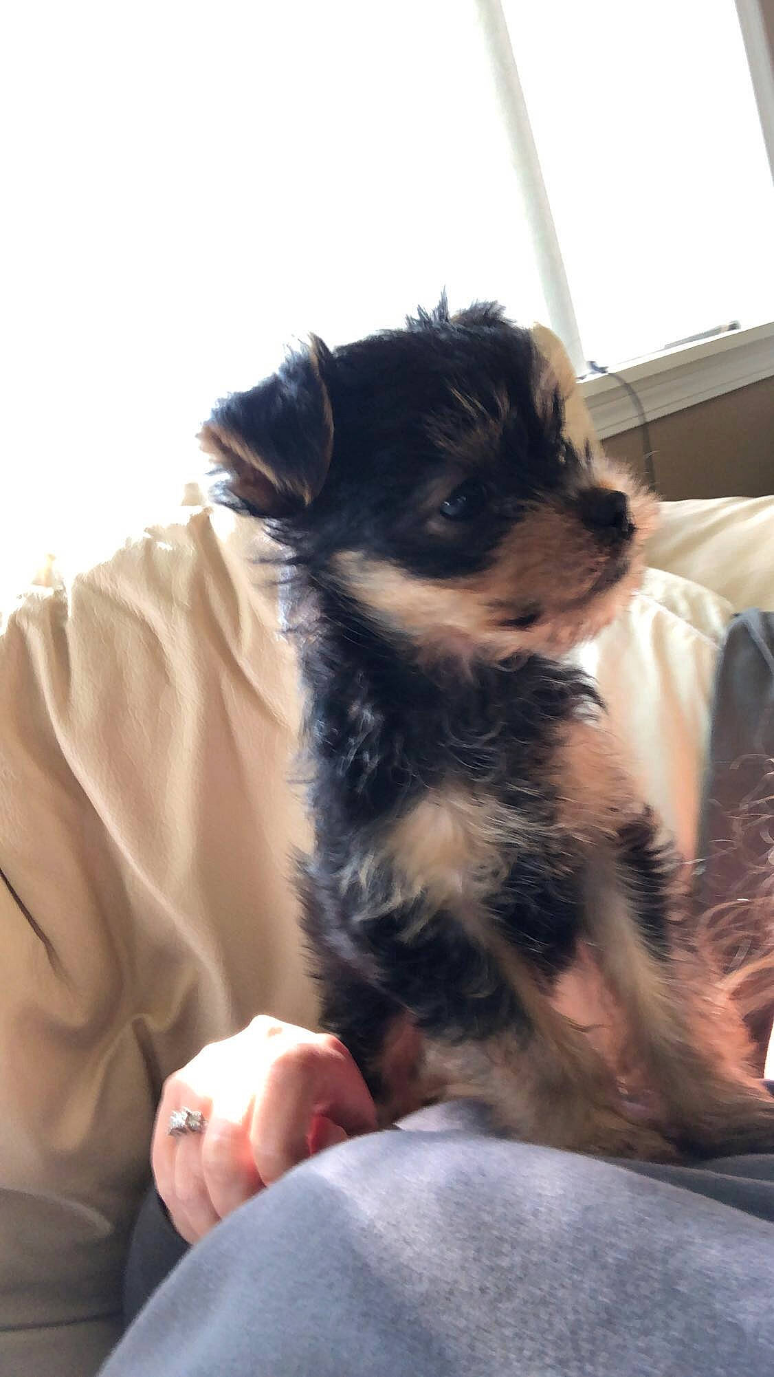 Ollie joined the competition — help win amazing prizes! border_terrier, canidae, carnivore, companion_dog, dog, dog_breed, mammal, morkie, norwich_terrier, puppy, puppy_love, rare_breed_dog, schnoodle, skin, snout, sporting_group, terrier, vertebrate, yorkipoo, yorkshire_terrier