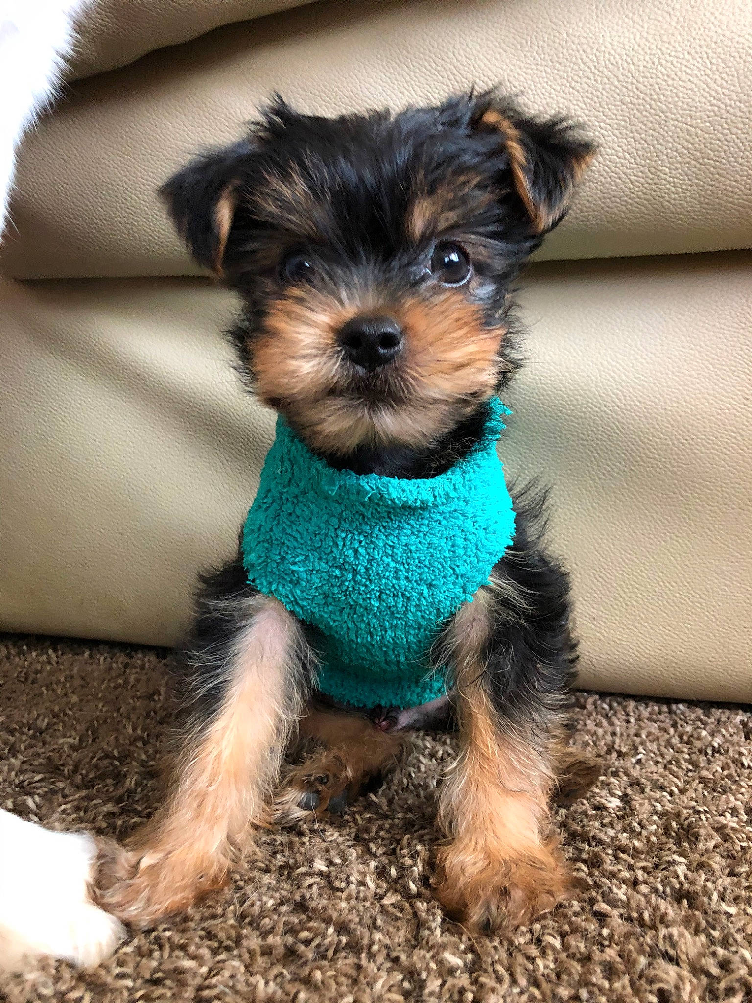 Ollie is registered to the contest to win money with this photo: australian_silky_terrier, canidae, carnivore, companion_dog, dog, dog_breed, maltepoo, mammal, morkie, puppy, rare_breed_dog, schnoodle, small_terrier, snout, sporting_group, terrier, toy_dog, vertebrate, yorkipoo, yorkshire_terrier