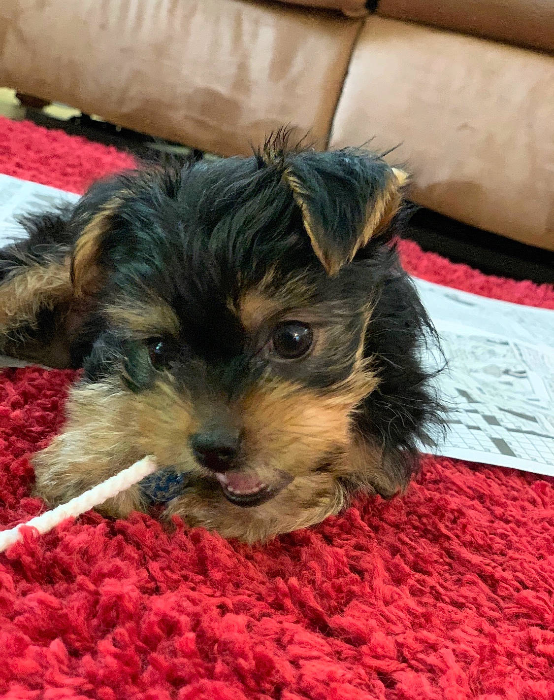 Ollie is registered to the contest to win money with this photo: australian_silky_terrier, biewer_terrier, canidae, carnivore, companion_dog, dog, dog_breed, maltepoo, mammal, morkie, puppy, schnoodle, small_terrier, snout, sporting_lucas_terrier, terrier, toy_dog, vertebrate, yorkipoo, yorkshire_terrier