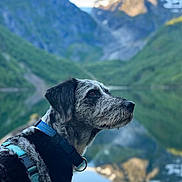 Merlin joined the competition — help win amazing prizes! dog, animal, outdoor, nature, mountains, lake, reflection, collar, harness, fur, profile, scenery, landscape, water, sky, snow, greenery, peaceful, travel, adventure