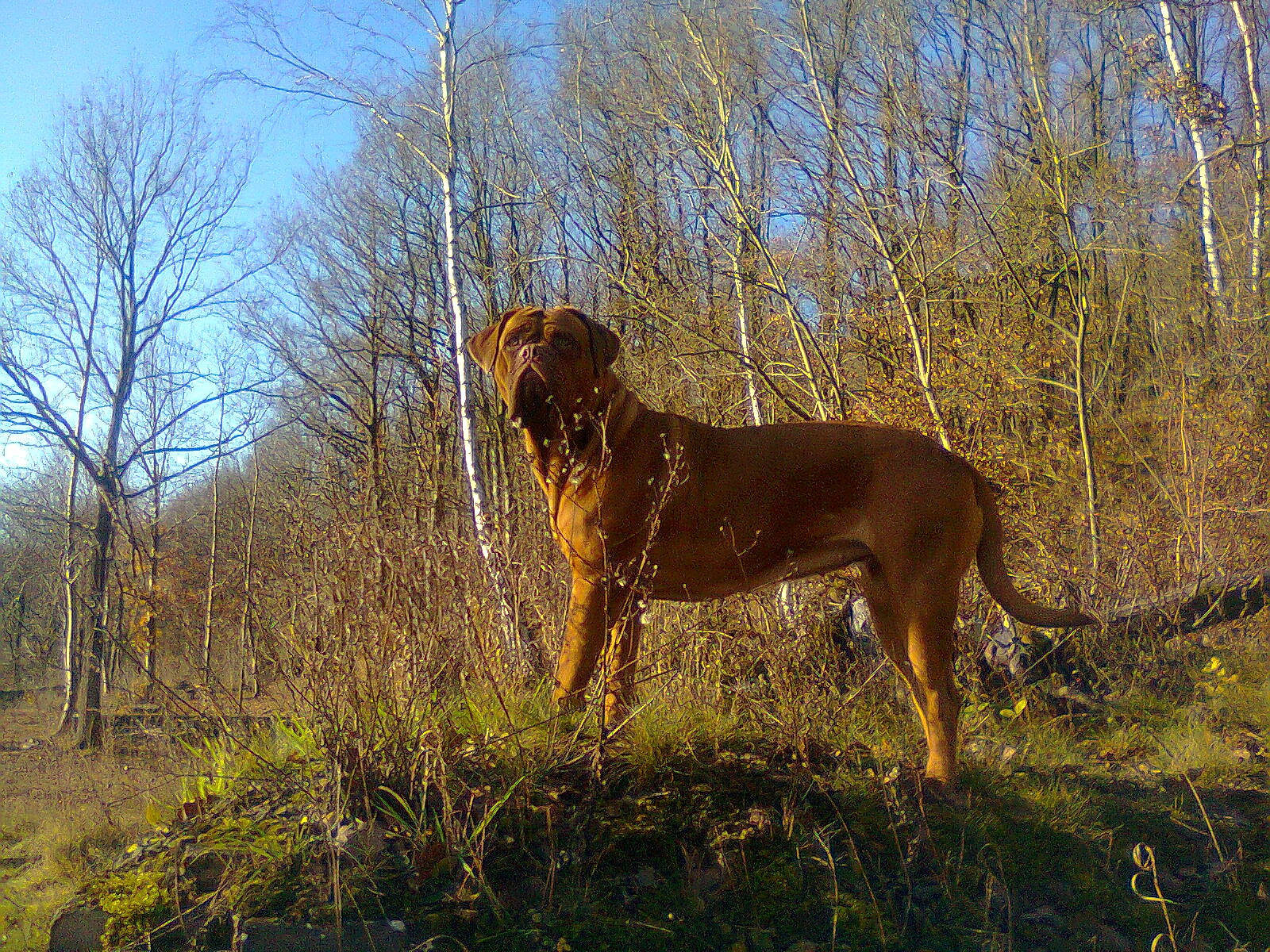 Isis a rejoint le concours — aidez-le/la à gagner de superbes lots ! canidae, carnivore, dog, dog_breed, fawn, field_trial, hound, hunting_dog, liver, mammal, nova_scotia_duck_tolling_retriever, sporting_group, vertebrate, vizsla