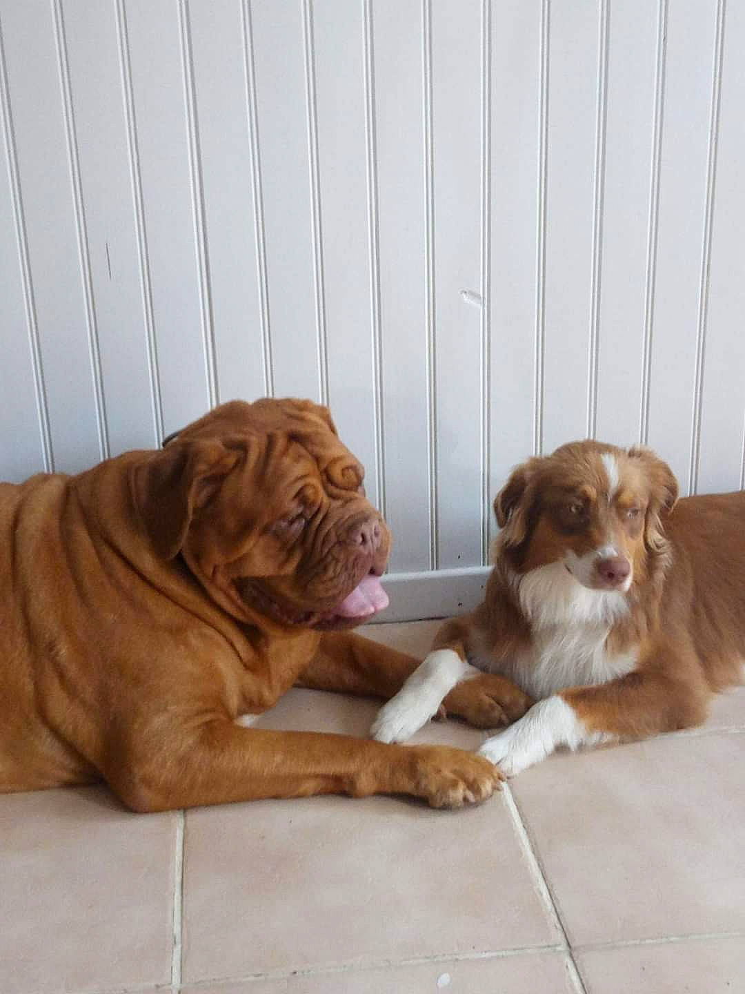 Isis a rejoint le concours — aidez-le/la à gagner de superbes lots ! canidae, carnivore, companion_dog, dog, dog_breed, dogue_de_bordeaux, fawn, guard_dog, liver, mammal, neapolitan_mastiff, pit_bull, sporting_group, vertebrate