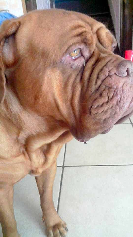 Isis a rejoint le concours — aidez-le/la à gagner de superbes lots ! ancient_dog_breeds, bullmastiff, canidae, carnivore, companion_dog, dog, dog_breed, dogue_de_bordeaux, korean_mastiff, mammal, molosser, neapolitan_mastiff, ori_pei, rare_breed_dog, shar_pei, skin, snout, vertebrate, working_dog, wrinkle