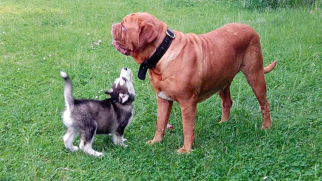 Isis a rejoint le concours — aidez-le/la à gagner de superbes lots ! ancient_dog_breeds, boerboel, bullmastiff, canidae, carnivore, companion_dog, dog, dog_breed, dogue_de_bordeaux, mammal, rare_breed_dog, renascence_bulldogge, shar_pei, sporting_group, vertebrate, working_dog