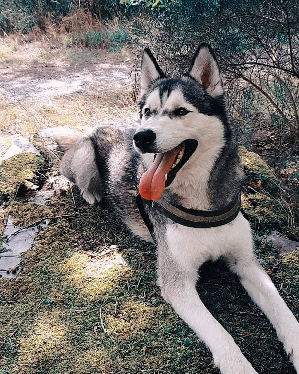 Shadow a rejoint le concours — aidez-le/la à gagner de superbes lots ! alaskan_klee_kai, alaskan_malamute, canadian_eskimo_dog, canidae, carnivore, dog, dog_breed, east_siberian_laika, jamthund, mammal, miniature_siberian_husky, native_american_indian_dog, northern_inuit_dog, sakhalin_husky, seppala_siberian_sleddog, siberian_husky, sled_dog, tamaskan_dog, vertebrate, wolfdog