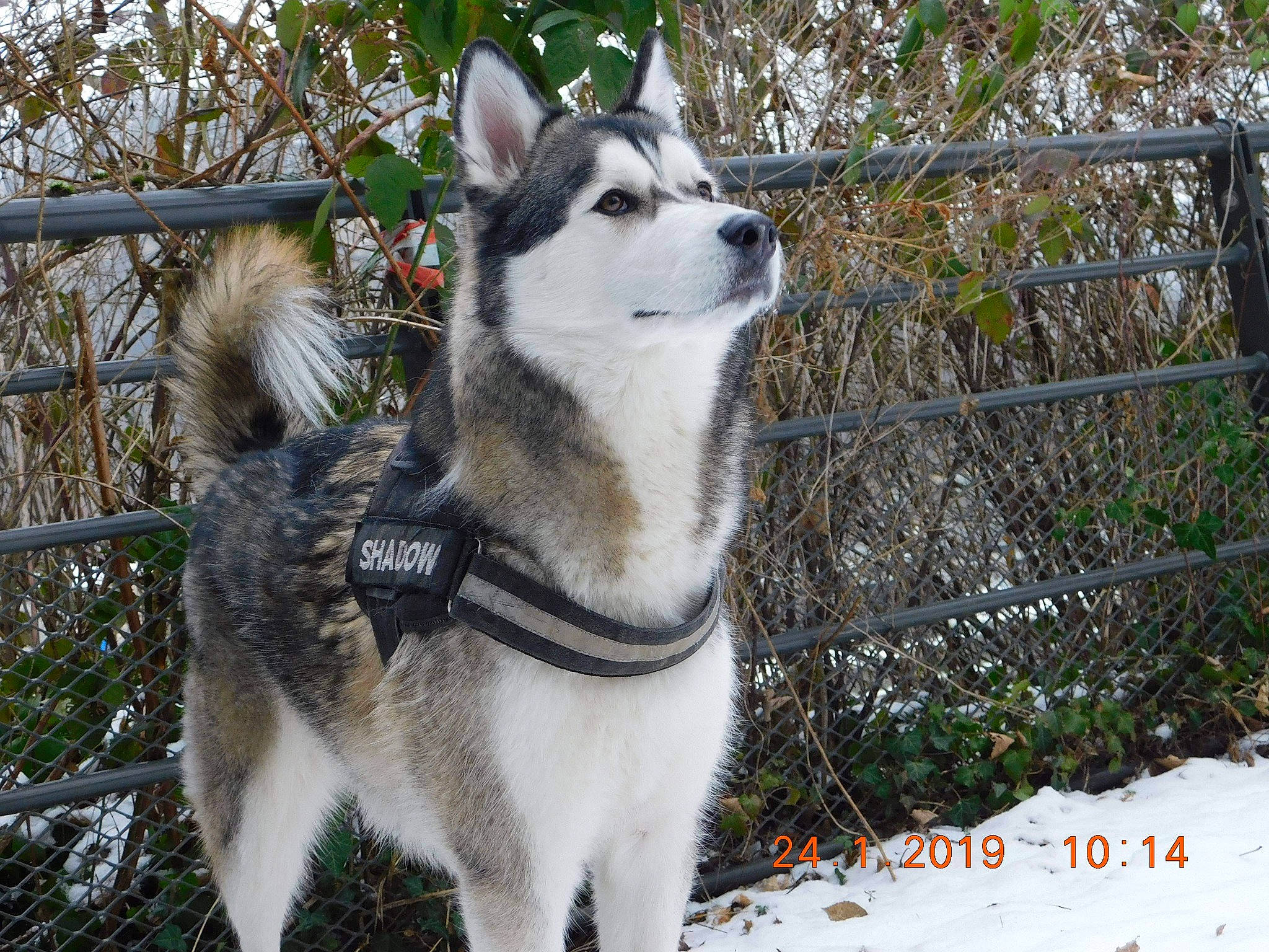 Shadow participe au concours pour gagner de l'argent avec cette photo : alaskan_klee_kai, alaskan_malamute, canadian_eskimo_dog, canidae, carnivore, dog, dog_breed, east_siberian_laika, greenland_dog, jamthund, mammal, miniature_siberian_husky, native_american_indian_dog, northern_inuit_dog, sakhalin_husky, seppala_siberian_sleddog, siberian_husky, sled_dog, vertebrate, west_siberian_laika