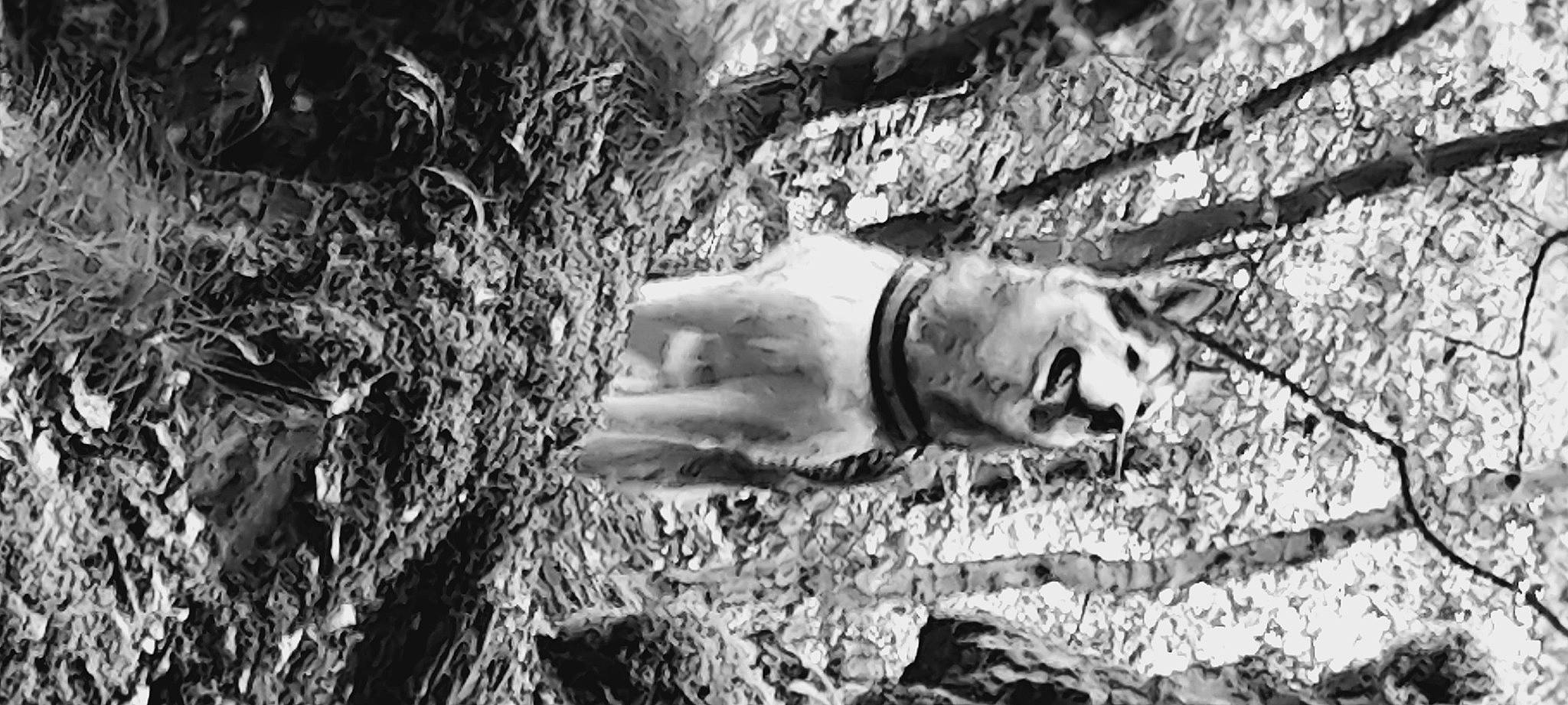 Shadow a rejoint le concours — aidez-le/la à gagner de superbes lots ! black_and_white, carnivore, dog, dog_breed, forest, grass, monochrome, monochrome_photography, rock, snout, soil, stock_photography, style, terrestrial_animal, tree, trunk, twig, whiskers, wood, working_animal