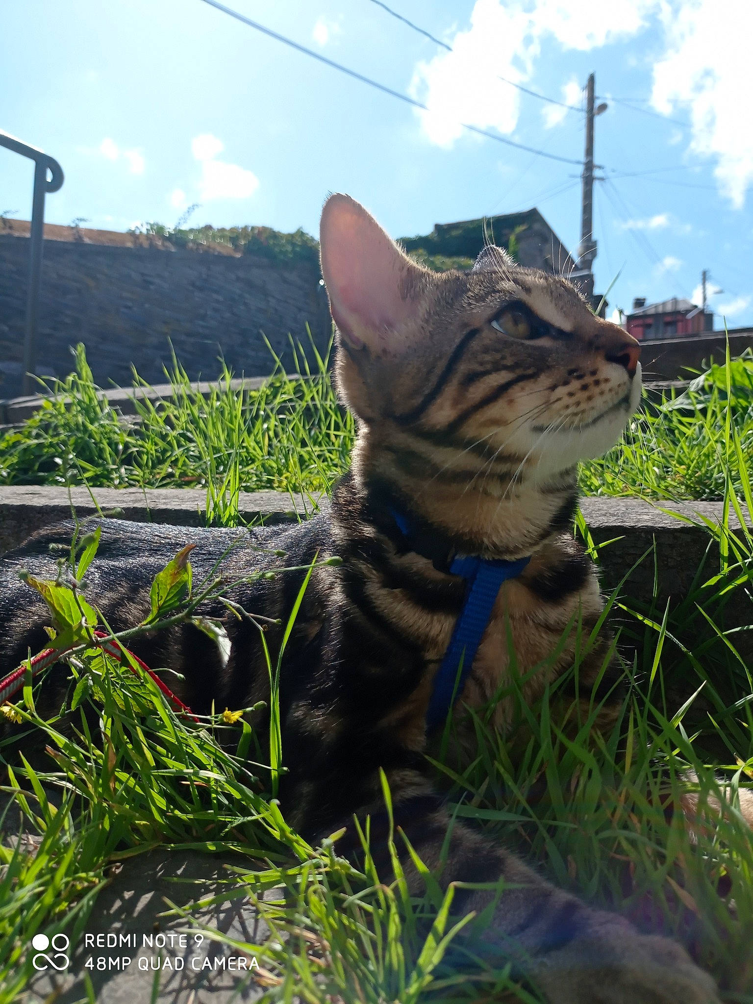 Scampis a rejoint le concours — aidez-le/la à gagner de superbes lots ! canidae, carnivore, cat, cloud, dog_breed, domestic_short_haired_cat, fawn, felidae, fur, grass, landscape, plant, rock, sculpture, shrub, sky, small_to_medium_sized_cats, tail, terrestrial_animal, whiskers