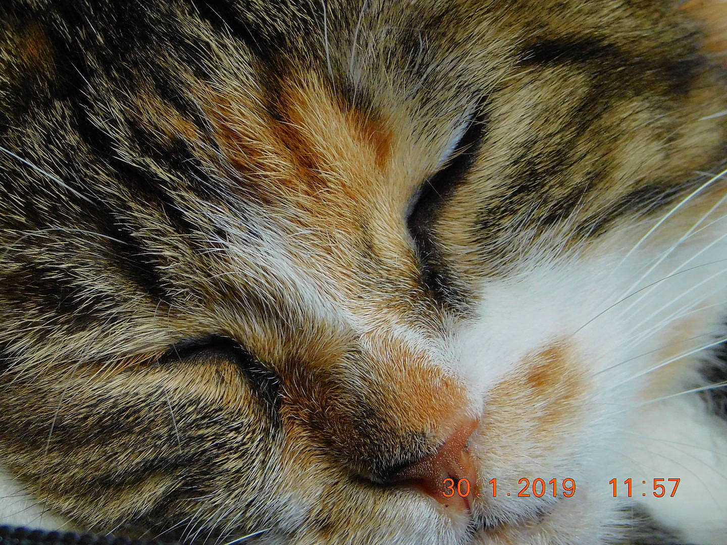 Pingou a rejoint le concours — aidez-le/la à gagner de superbes lots ! aegean_cat, american_wirehair, asian, carnivore, cat, close_up, domestic_short_haired_cat, dragon_li, european_shorthair, eye, felidae, fur, mammal, nap, nose, siberian, small_to_medium_sized_cats, snout, tabby_cat, whiskers