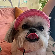 Mia a rejoint le concours — aidez-le/la à gagner de superbes lots ! animal, couch, cozy, cute, dog, face, fluffy, fur, home_interior, houseplant, indoor, person_partial, pet, pink_couch, pink_visor, playful, portrait, relaxed, small_dog, tongue_out