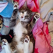 Oreo participe au concours pour gagner de l'argent avec cette photo : animal, bed, blanket, cat, cute, fur, indoor, kitten, looking, lying_down, paws, pet, pink, playful, relaxed, striped, stuffed_toy, tabby, whiskers, white