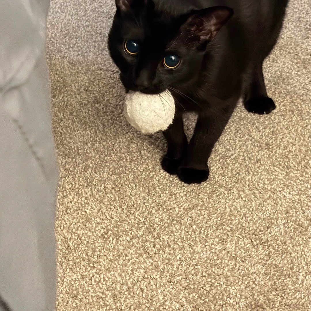 Taryn joined the competition — help win amazing prizes! black_cat, cat, pet, animal, indoor, carpet, ball, playful, feline, cute, domestic_cat, looking_up, fur, whiskers, ears, mammal, small_animal, toy, alert, standing