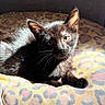 Taryn joined the competition — help win amazing prizes! cat, kitten, black_cat, pet, animal, feline, sunlight, cushion, leopard_print, indoor, cozy, resting, whiskers, ears, fur, cute, small_animal, relaxation, close_up, domestic_animal
