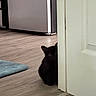 Taryn joined the competition — help win amazing prizes! black_cat, cat, door, wooden_floor, refrigerator, blue_mat, indoor, pet, animal, shy, peeking, home, flooring, quiet, curious, household, corner, feline, domestic, hidden