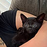 black_kitten, kitten, cat, pet, animal, cute, feline, indoor, person, arm, tattoo, couch, cozy, soft, resting, closeup, portrait, looking, tiny, black_fur