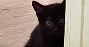 Taryn joined the competition — help win amazing prizes! black_cat, cat, doorframe, peeking, wood_floor, indoor, animal, pet, curious, shy, feline, quiet, hidden, ears, eyes, shadow, flooring, door, house, home