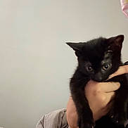 Taryn is registered to the contest to win money with this photo: black_kitten, cat, kitten, pet, animal, hand, person, indoor, bed, blanket, fur, cute, young, small, domestic_animal, mammal, resting, cozy, curious, holding