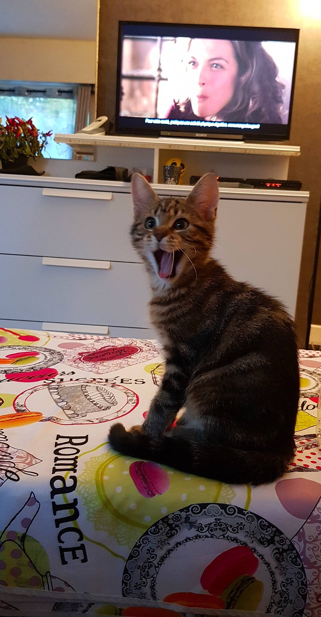 LÉo a rejoint le concours — aidez-le/la à gagner de superbes lots ! american_shorthair, asian, carnivore, cat, domestic_short_haired_cat, dragon_li, european_shorthair, facial_expression, felidae, fur, headwear, kitten, kurilian_bobtail, person, polydactyl_cat, small_to_medium_sized_cats, tabby_cat, tail, whiskers