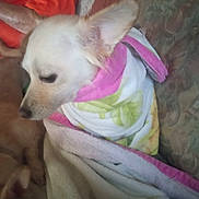 Lilly joined the competition — help win amazing prizes! dog, towel, blanket, couch, indoor, pet, resting, cozy, wrapped, fur, animal, snout, ear, comfort, household, relaxation, domestic, closeup, soft, companion