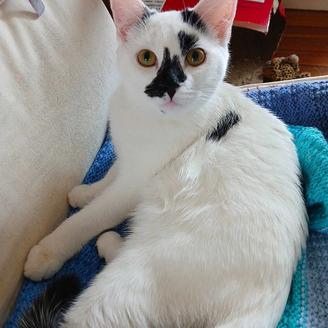 Ziggy a rejoint le concours — aidez-le/la à gagner de superbes lots ! abyssinian, angora, animal, bed, bedroom, blanket, cat, chair, couch, cushion, furniture, homedecor, indoors, kitten, manx, pet, plywood, room, siamese, wood