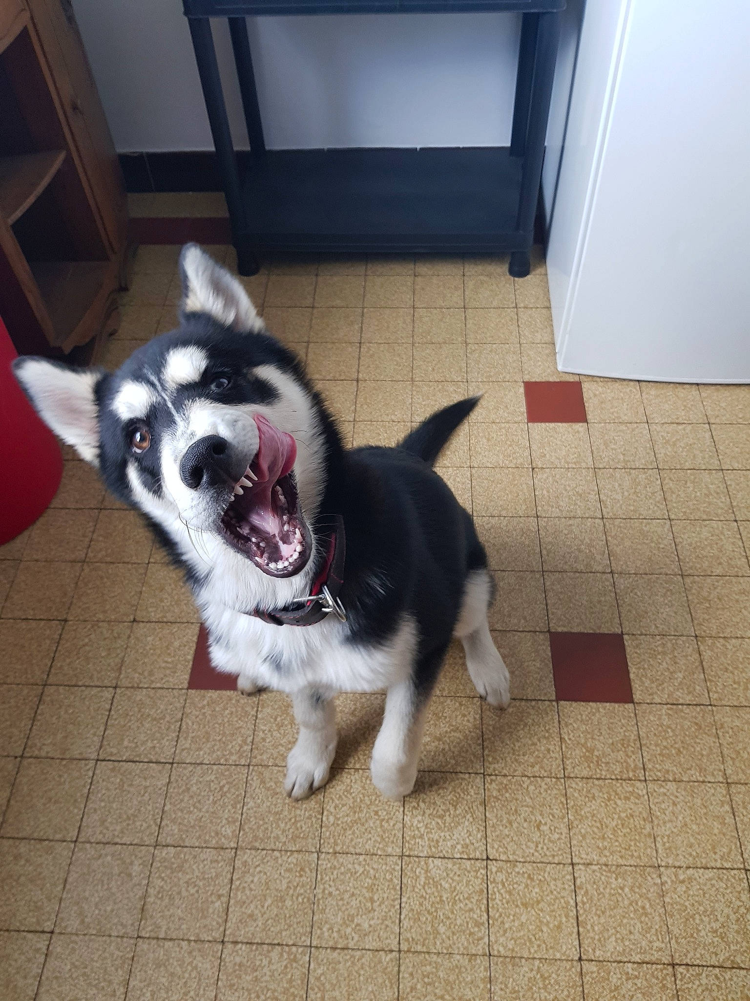 Thao participe au concours pour gagner de l'argent avec cette photo : alaskan_malamute, border_collie, canidae, carnivore, companion_dog, dog, dog_breed, ear, fur, mammal, nose, siberian_husky, snout, sporting_group, tail, vertebrate