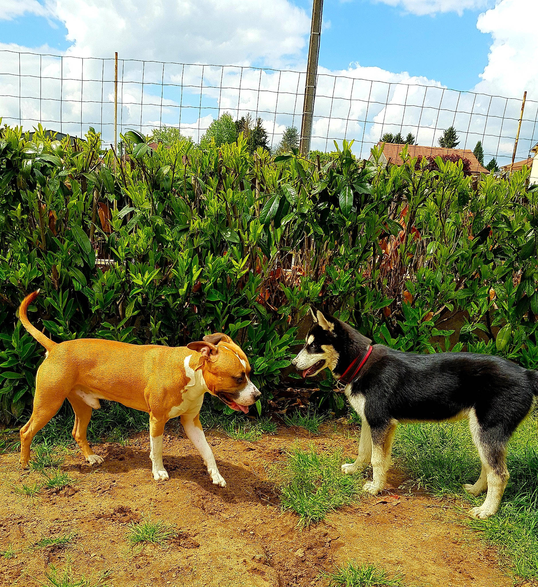 Thao a rejoint le concours — aidez-le/la à gagner de superbes lots ! canidae, carnivore, dog, dog_breed, hunting_dog, mammal, plant, street_dog, tail, vertebrate
