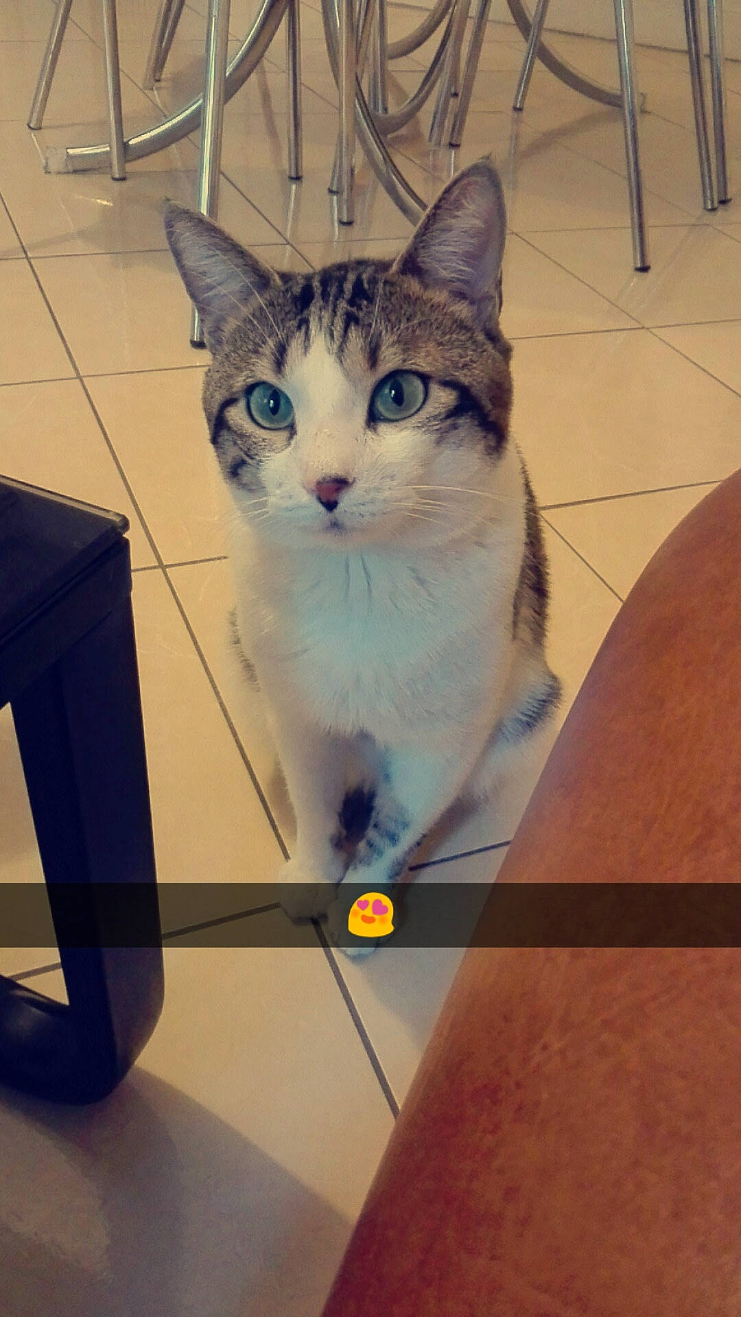 Grisou a rejoint le concours — aidez-le/la à gagner de superbes lots ! aegean_cat, american_shorthair, american_wirehair, asian, box, carnivore, cat, domestic_short_haired_cat, european_shorthair, fawn, felidae, kitten, mammal, ojos_azules, photo_caption, small_to_medium_sized_cats, tabby_cat, whiskers